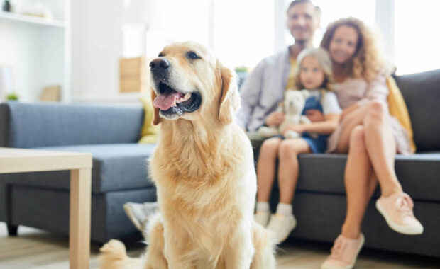 Home Security Solutions for Pet Owners